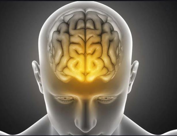 عقل-عقل کجای مغز است-مغز انسان-شناخت مغز-عقلانیت-عقل بشر-هوش چیست-تفاوت مغز انسان با حیوانات-رشد مغز-کی عقل کامل می شود