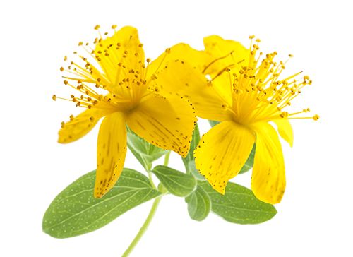 داروی گیاهی افسردگی