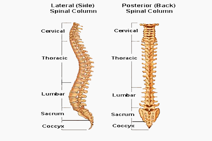 spinal column